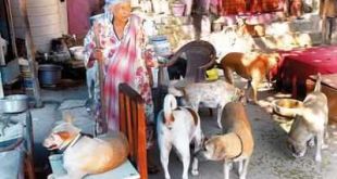 Delhi: At Amma’s famous dog centre, rise in abandoned pets even as funds dry up