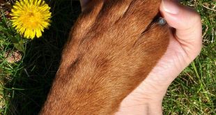 9 Common Paw Problems in Dogs – A Guide to Dog Owners