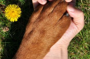 9 Common Paw Problems in Dogs – A Guide to Dog Owners