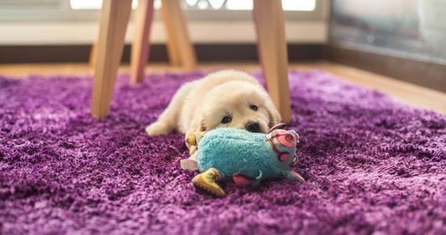 Dog Chew Toys: Guide to Choosing Safe Chew Toys for Dogs