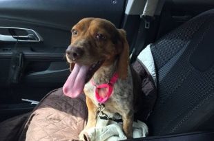 Beagle Rescue Of Southern Maryland’s Dog Of The Week