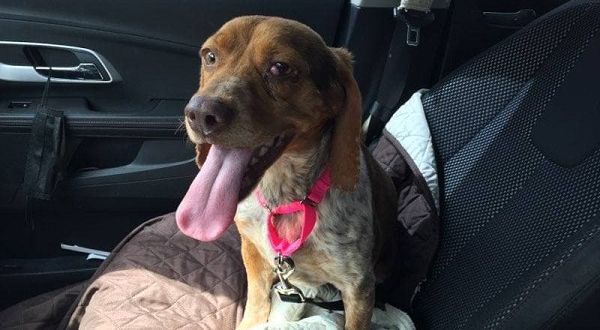 Beagle Rescue Of Southern Maryland’s Dog Of The Week