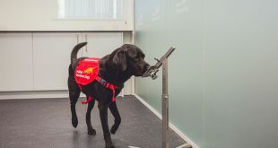 Covid: Sniffer dogs could bolster screening at airports