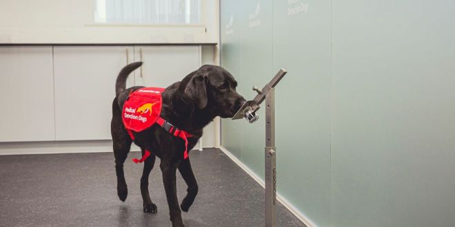 Covid: Sniffer dogs could bolster screening at airports