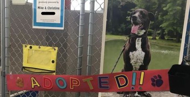 "Mica", dog who has been in Ohio animal shelter for almost 7 years, finally adopted