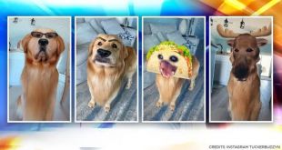 Dog Trying Different Snapchat Filters Leaves Netizens Amused, Watch Video