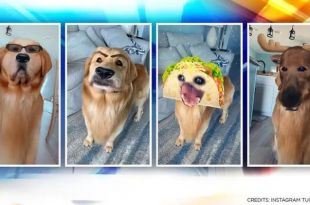Dog Trying Different Snapchat Filters Leaves Netizens Amused, Watch Video