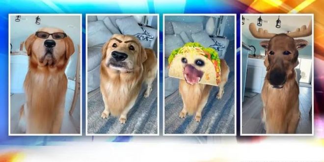 Dog Trying Different Snapchat Filters Leaves Netizens Amused, Watch Video |  DogExpress