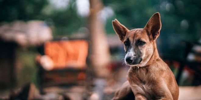 Dog feeders step up during lockdown in Delhi