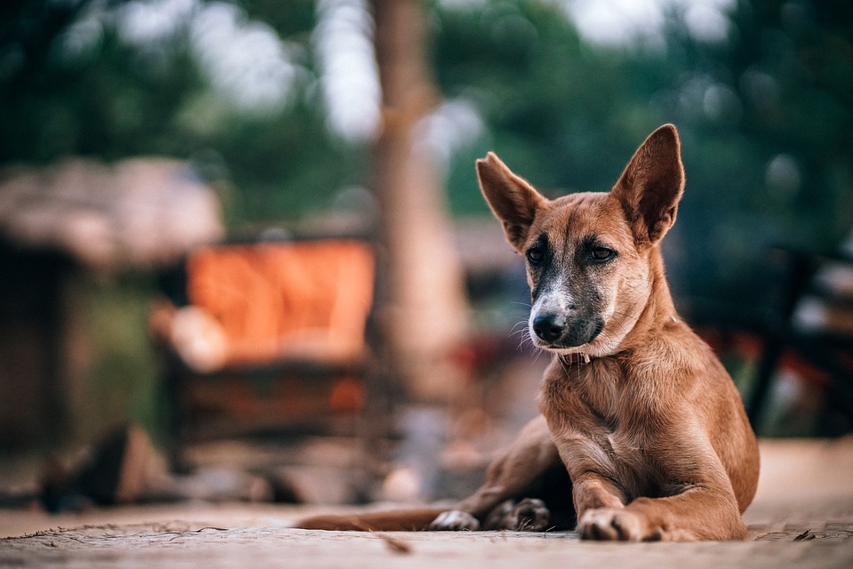Dog feeders step up during lockdown in Delhi