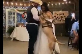 Pawdorable! Dog dances with bride and groom in viral video - WATCH