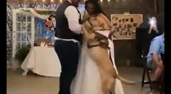 Pawdorable! Dog dances with bride and groom in viral video - WATCH
