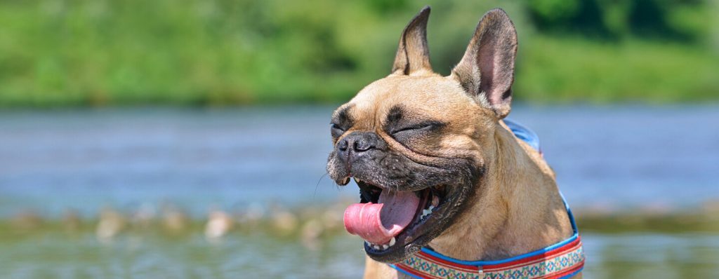 Everyone Wanted a Puppy When the Pandemic Began, But Now Those Dogs are being Returned