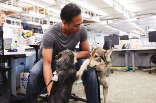 Google is officially a dog company, cats and other pets are welcome though