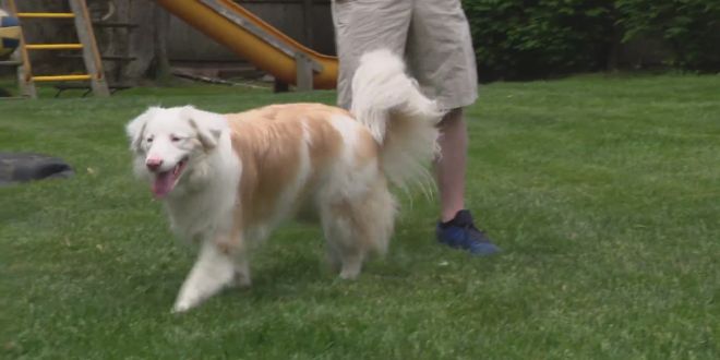 Missing deaf dog reunited with family thanks to GPS collar
