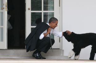 Obamas announce family dog Bo has died