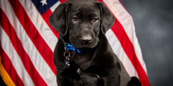 Rex, the first therapy dog with the Arapahoe County Sheriff's Office