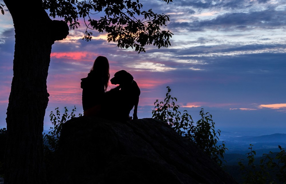 The Most Dog-Friendly National Parks in the United States