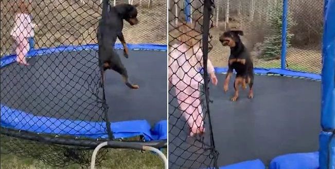 This Video Of A Toddler And Dog On A Trampoline Is The Best Thing You'll See Today