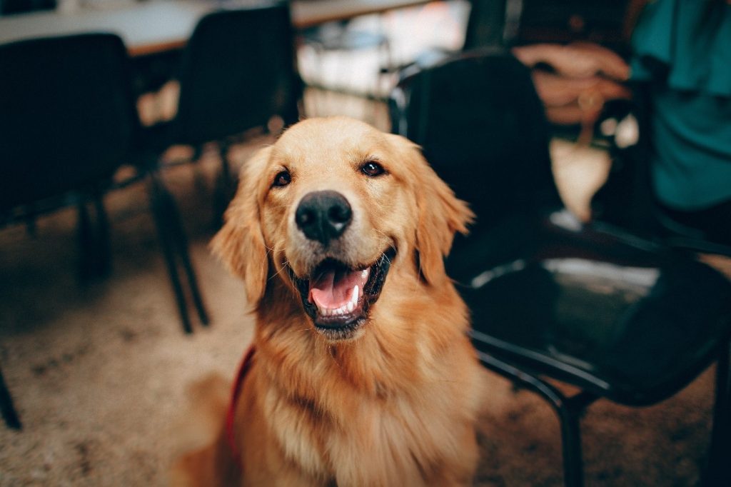 Tips For Caring For Your Dog from Puppy to Adulthood