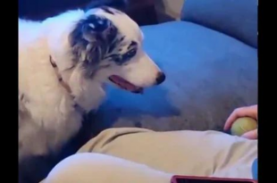 Patient doggo waits eagerly for human to throw ball. Clip is a giggle-fest