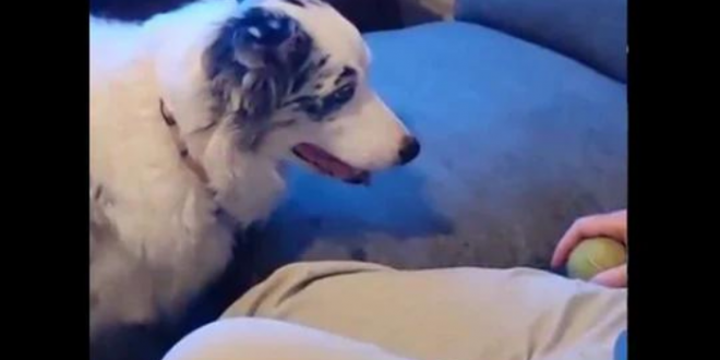 Patient doggo waits eagerly for human to throw ball. Clip is a giggle-fest