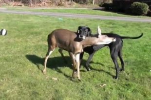 Video of dog and deer’s unique friendship is winning hearts. Watch