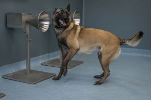 Dogs Sniffing Covid From Sweat Fare Almost as Well as PCR Tests