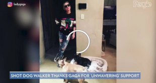 Lady Gaga's Dog Walker 'Not Yet in the Proper Headspace to Care for Dogs' After Shooting