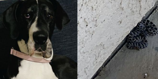 'Hero' dog saves owner from rattlesnake bite in Oceanside backyard