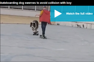 Pawfect control! Dog shows off his skateboarding skills as he swerves to avoid colliding head-on with boy