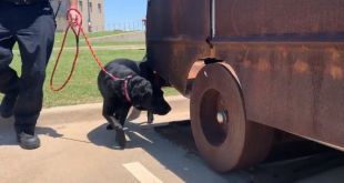 This dog ‘flunked out’ of service school. Now he’s a star sniffing out arson fires