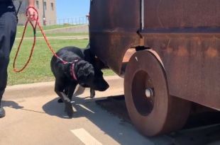 This dog ‘flunked out’ of service school. Now he’s a star sniffing out arson fires