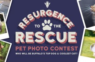 Your cat or dog could be the face of Resurgence’s new summer beer