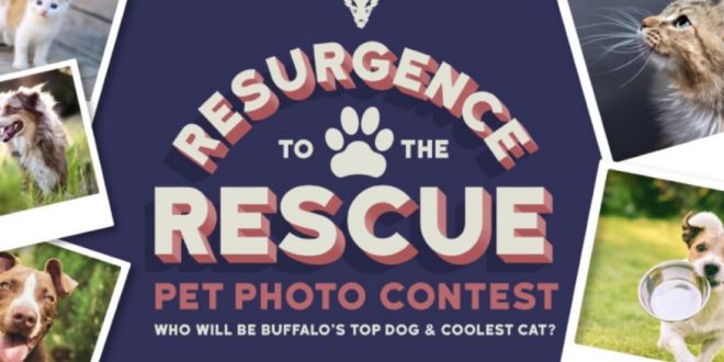 Your cat or dog could be the face of Resurgence’s new summer beer