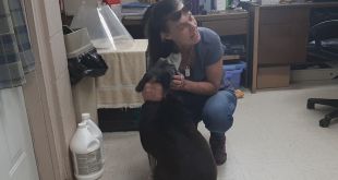 Dog missing for 6 years reunited with owner in Indiana