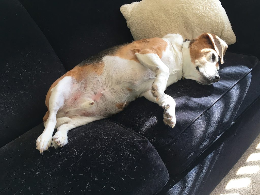 36 Percent of Dogs Gained Weight During the COVID-19 Pandemic, Survey Finds