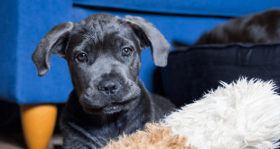 Cane Corso Everything You Need To Know