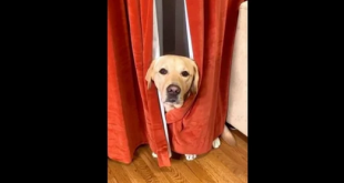 Dog scared of vacuum cleaner warns netizens about ‘monster’ in adorable video