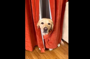 Dog scared of vacuum cleaner warns netizens about ‘monster’ in adorable video