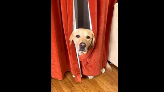 Dog scared of vacuum cleaner warns netizens about ‘monster’ in adorable video