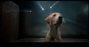 Watch: ‘777 Charlie’ teaser shows the journey of an adorable dog