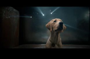 Watch: ‘777 Charlie’ teaser shows the journey of an adorable dog