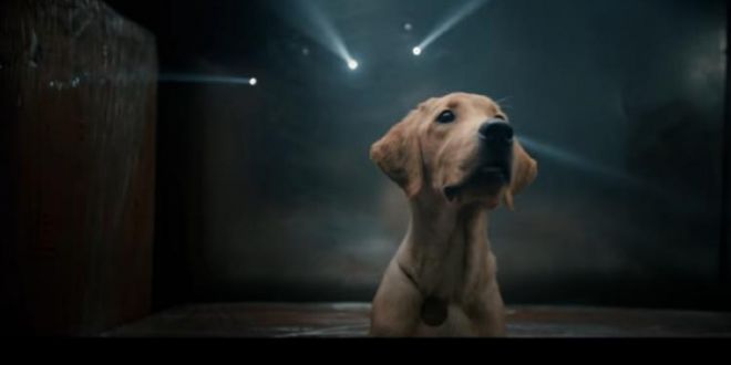 Watch: ‘777 Charlie’ teaser shows the journey of an adorable dog