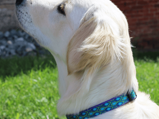 LupinePet Dog Collar Review