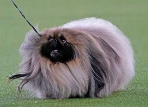 Westminster Dog Show 2021 - Pekingese Named Wasabi Wins ...