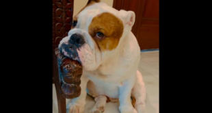Dog feels sad as it can’t go to park to meet girlfriend, Ram Kapoor posts video