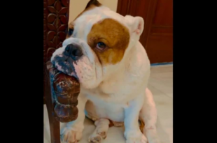 Dog feels sad as it can’t go to park to meet girlfriend, Ram Kapoor posts video