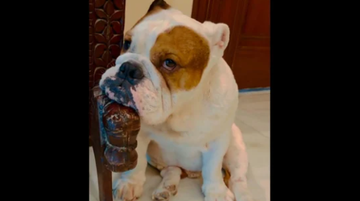 Dog feels sad as it can’t go to park to meet girlfriend, Ram Kapoor posts video