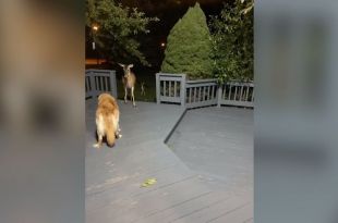 Westlake woman issues warning after dog attacked by deer in her yard